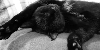 突如訪れた愛猫の死！ 過去さまざまな機材で撮影した写真で振り返りつつ悲しみを癒す